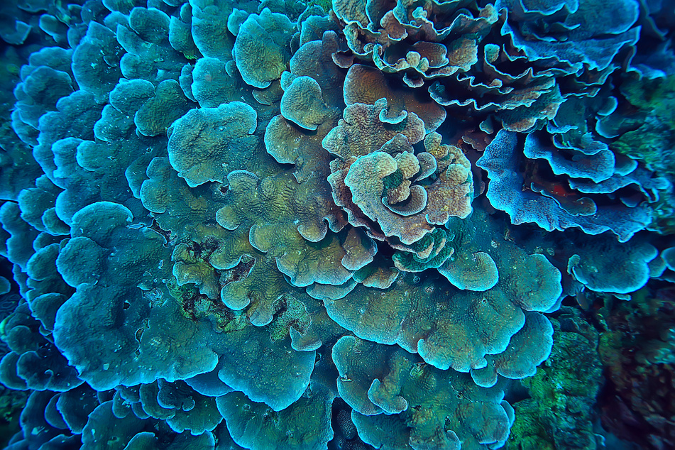 Coral Reef Macro